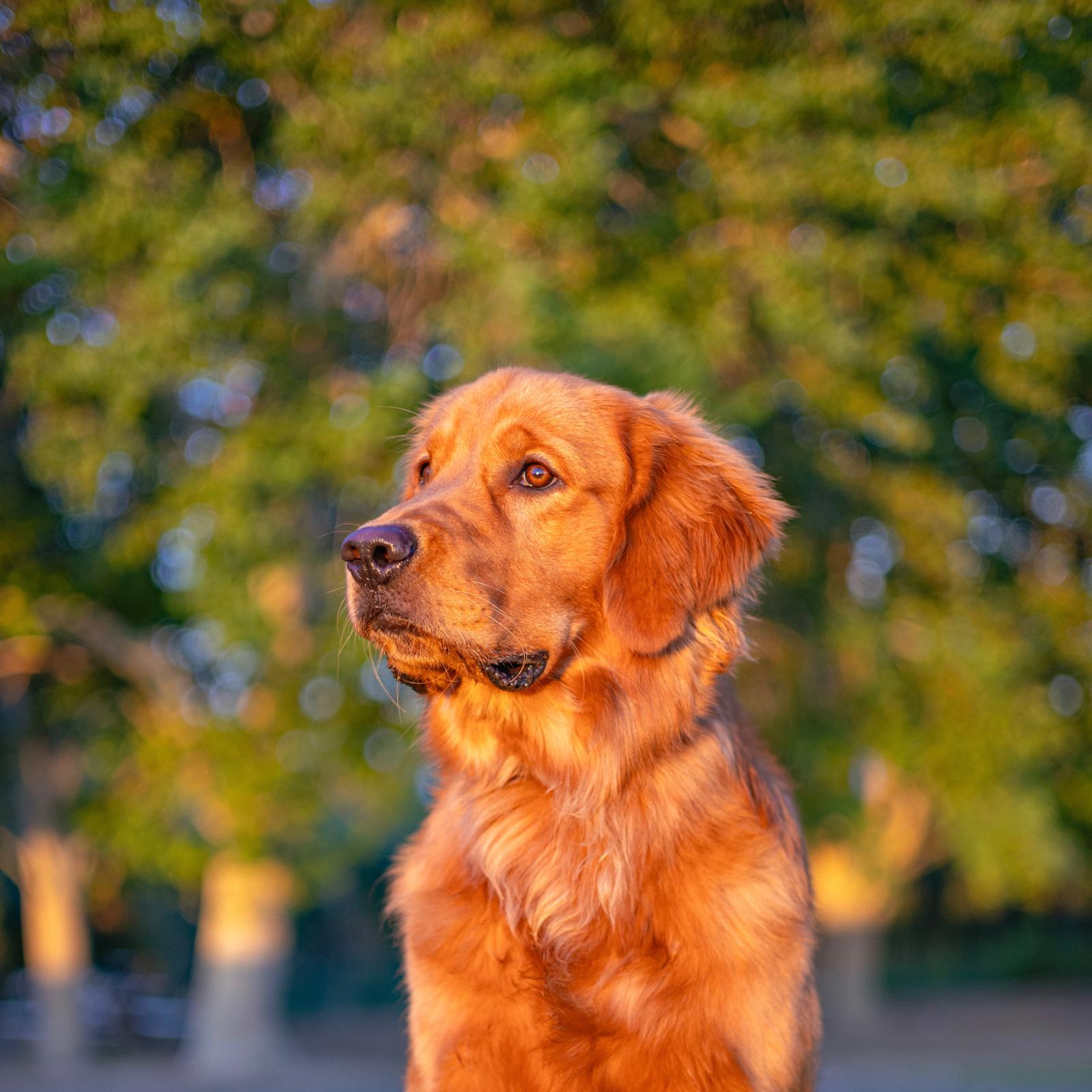Retrato de un golden retriever al atardecer