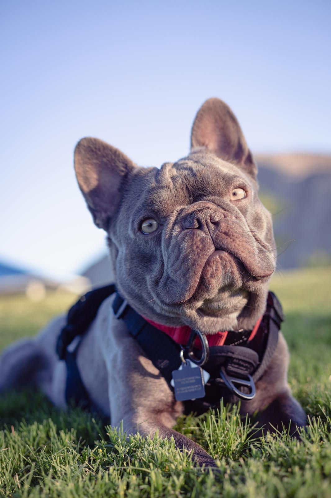 Smoky, un bulldog francés azul, fotografiado en el pasto en Las Vegas